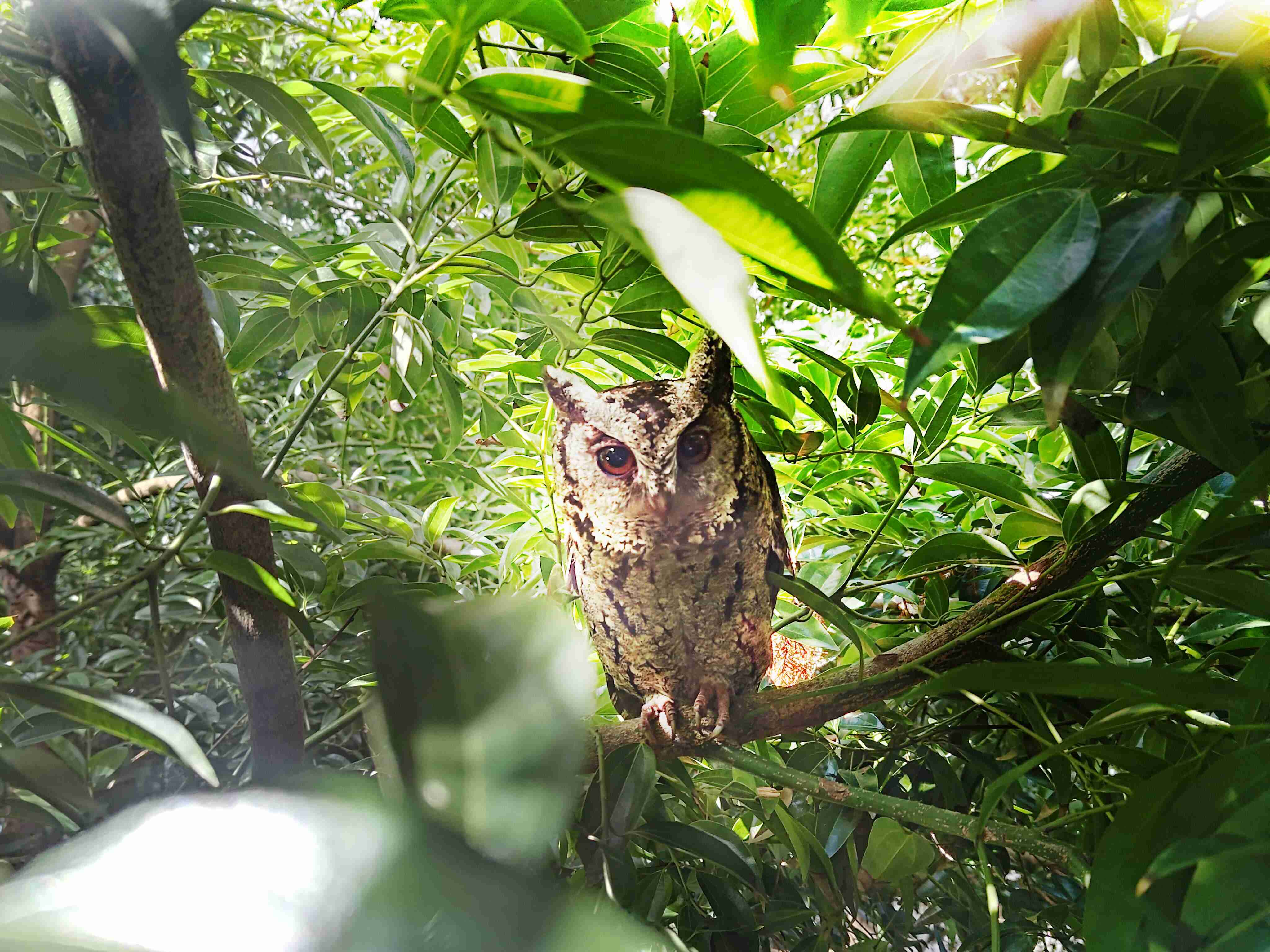 尊龙集团致力提倡净零绿生活，，16年以来在全球各厂区植树逾百万棵，，造就各厂区树木蔚然成林，，犹如森林工厂，，成为许多生物的栖息地